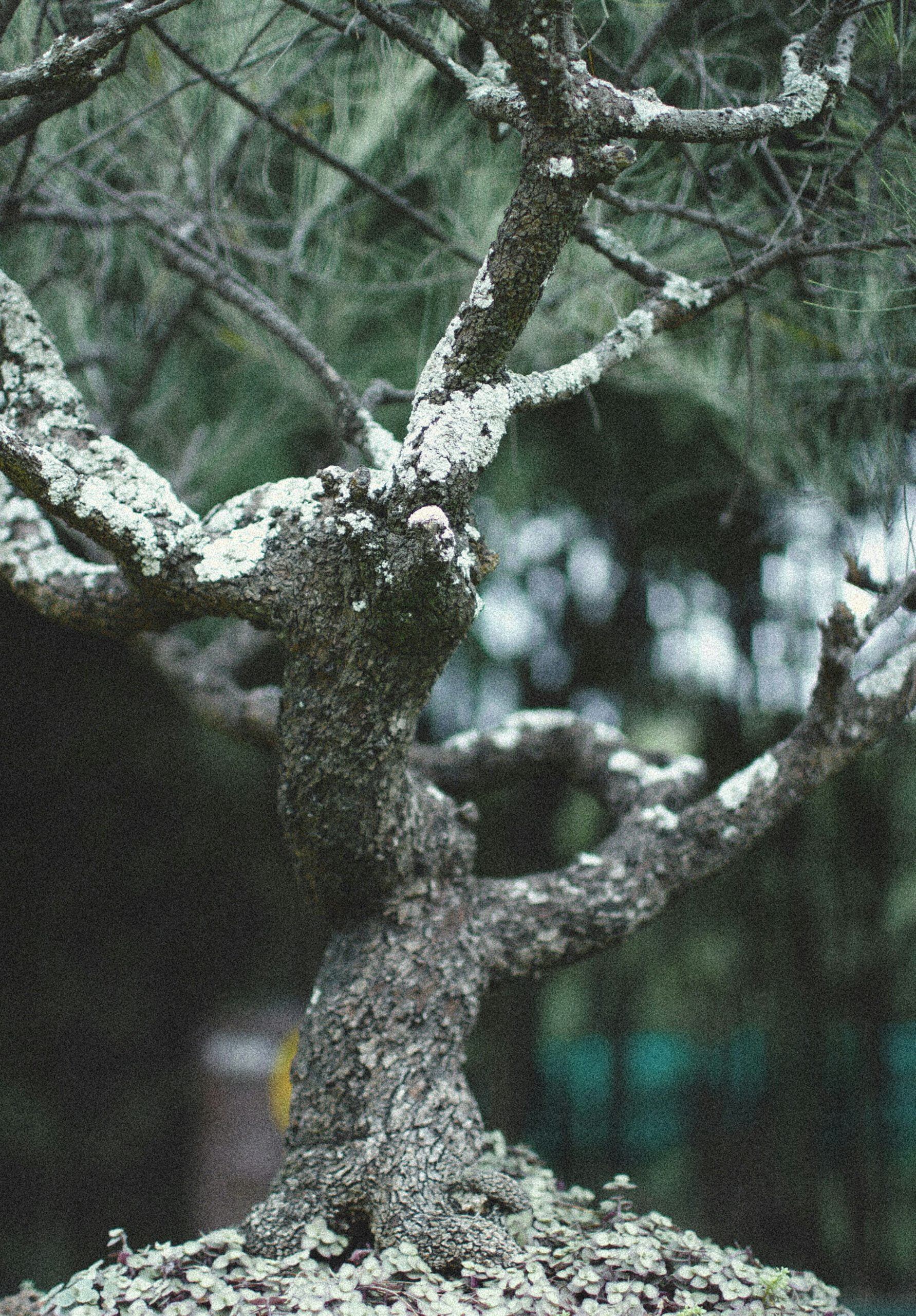 Bonsaitree with snow and moss on top of it