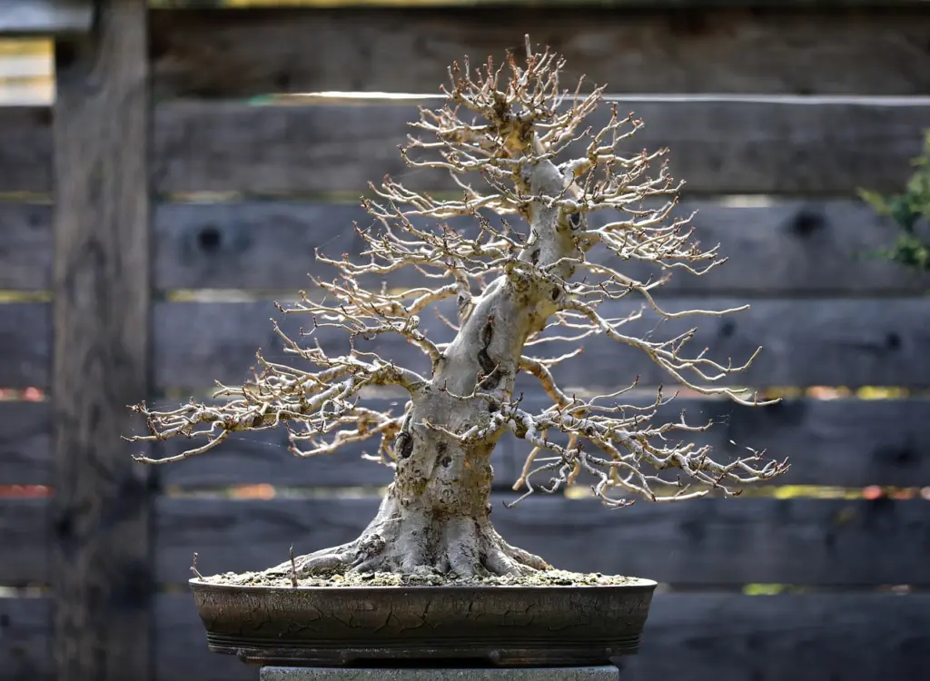 Elm bonsai with buds