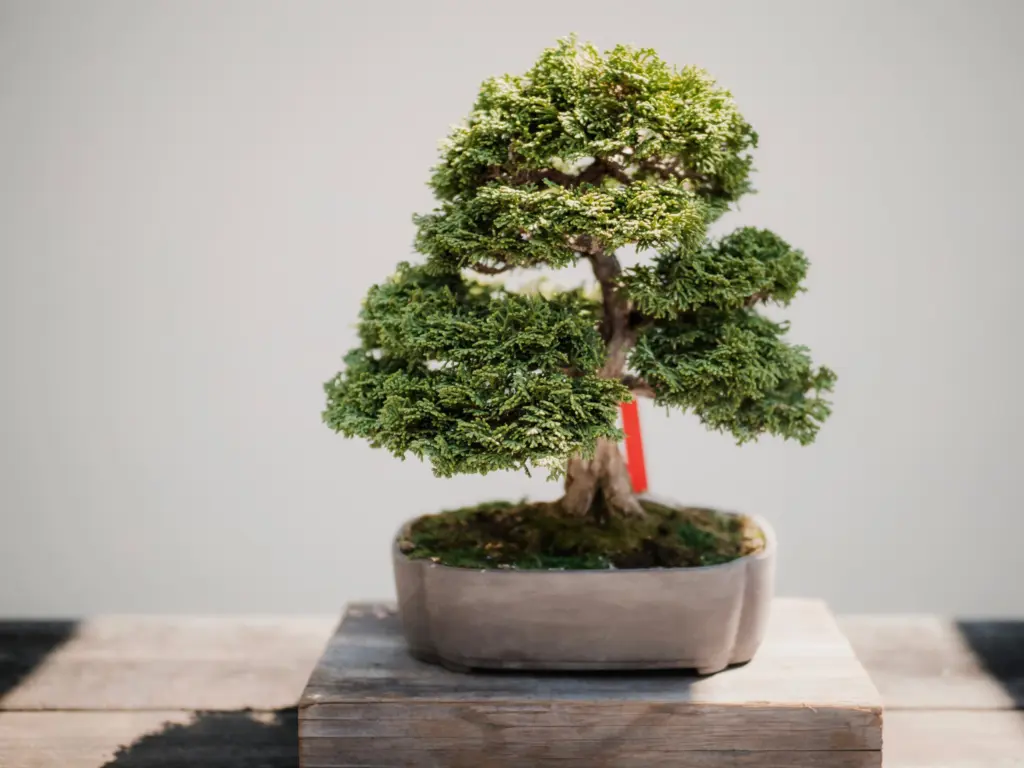 Juniper bonsai in big pot