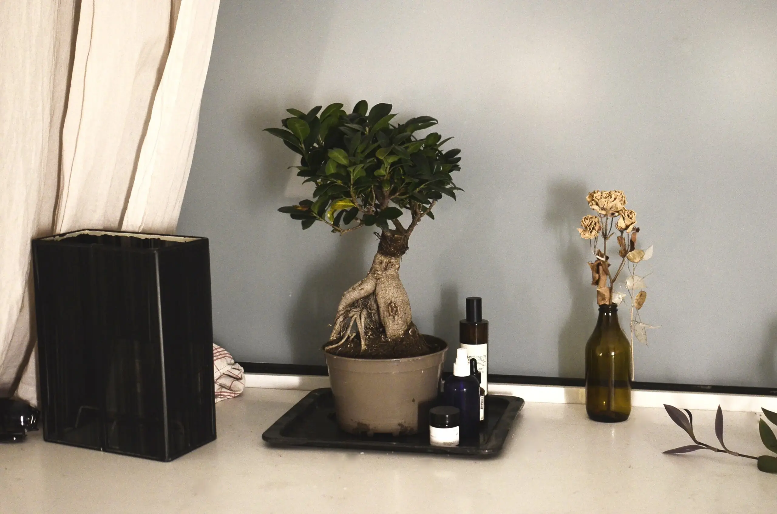 Ficus Ginseng indoor