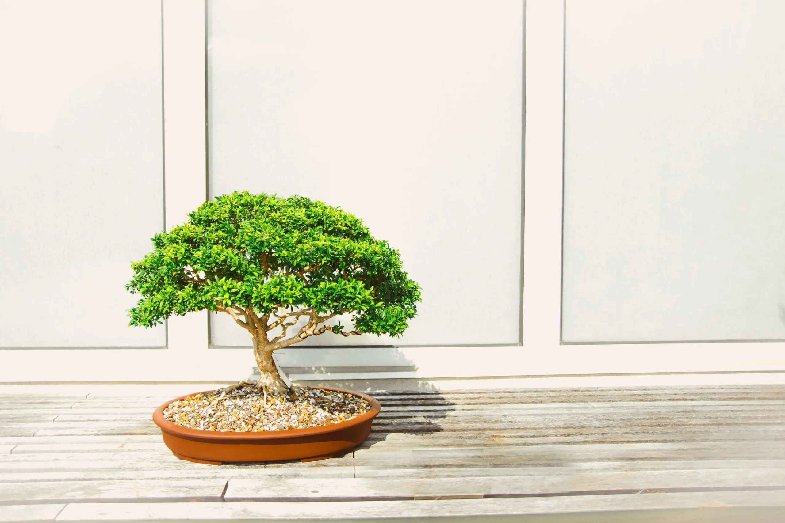 Bushy bonsai