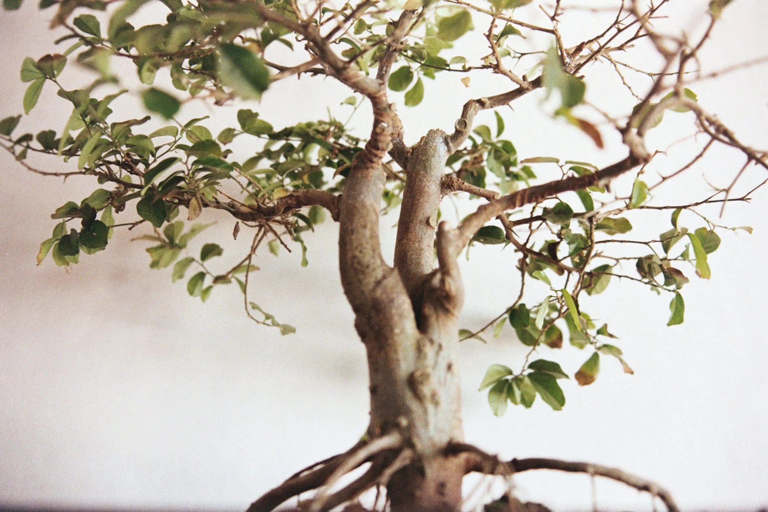 Elm bonsai