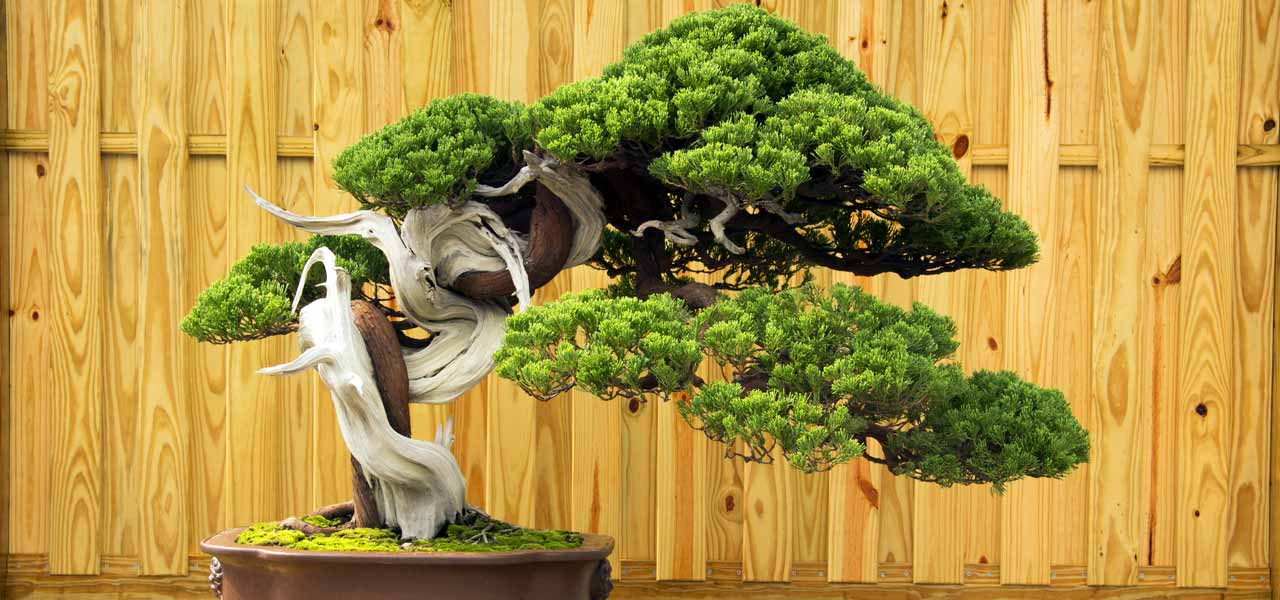 Tanuki bonsai