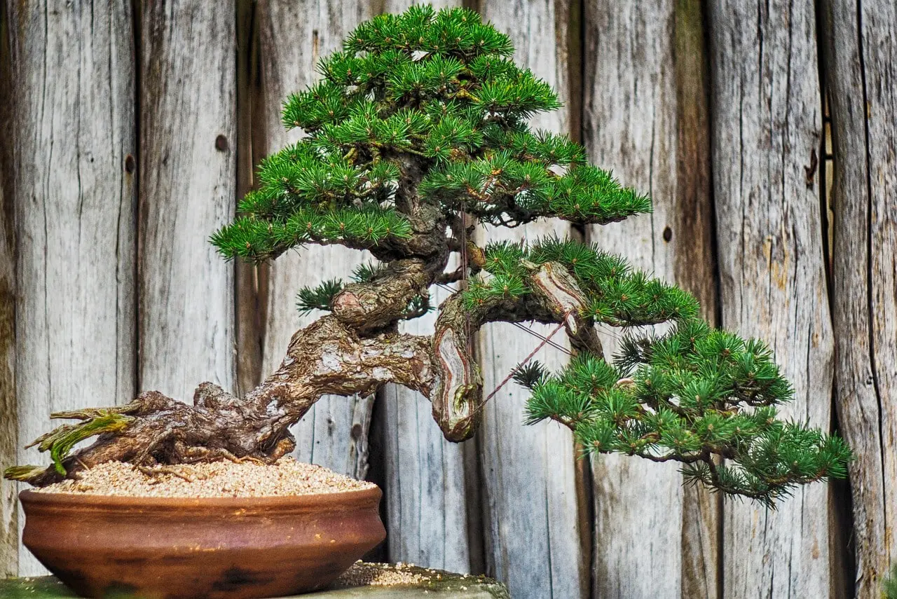 Windswept bonsai